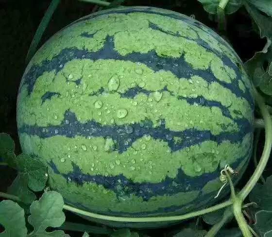 心眼子练习吃瓜,揭秘娱乐圈幕后真相