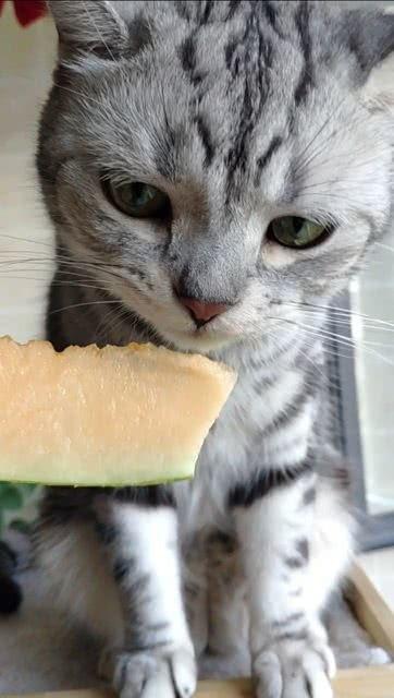 猫猫喜欢吃瓜,揭秘瓜类美食在猫界的热潮