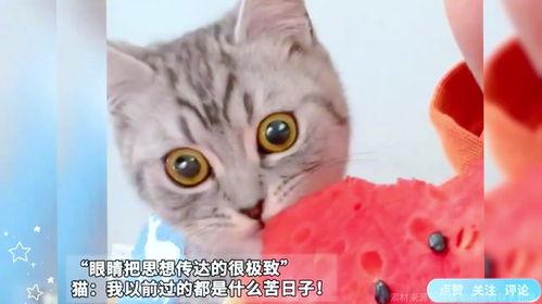 猫猫喜欢吃瓜,揭秘瓜类美食在猫界的热潮