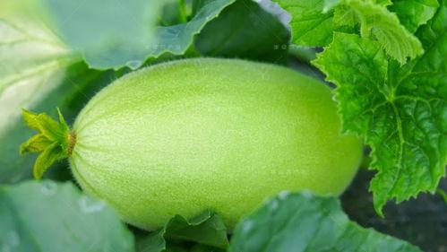 浅浅吃瓜,品味生活百态