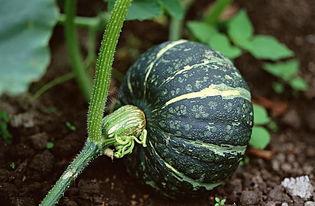 神仙吃瓜现场视频下载