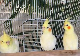 小羊驼吃瓜,小羊驼的夏日瓜果盛宴