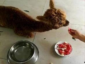 小羊驼吃瓜,小羊驼的夏日瓜果盛宴