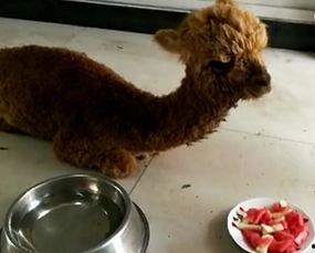 小羊驼吃瓜,小羊驼的夏日瓜果盛宴