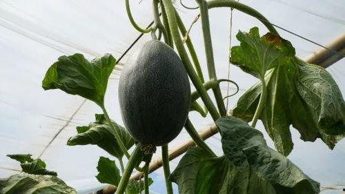 杨瓜可以怎么吃,创意吃法大盘点