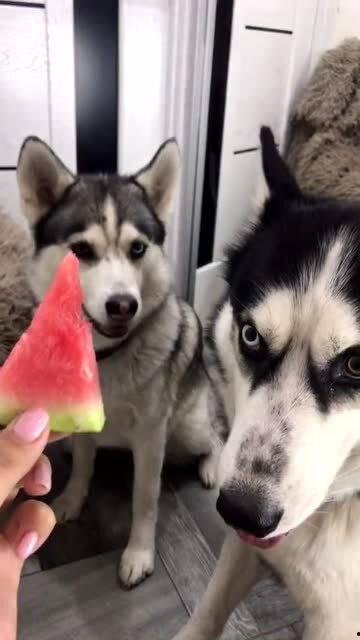 吃瓜的吃瓜下一句怎么接