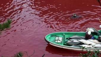 海豚吃瓜网,揭秘网络世界的趣味与真相