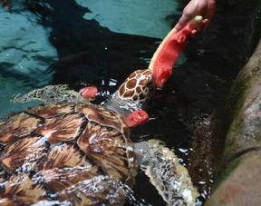 海豚吃瓜网,揭秘网络世界的趣味与真相