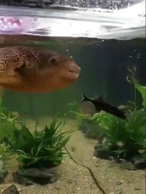 海豚吃瓜网,揭秘网络世界的趣味与真相