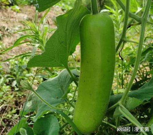 梦见摘瓠子瓜吃