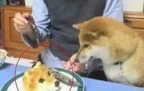 狗头妹吃瓜,揭秘娱乐圈幕后真相