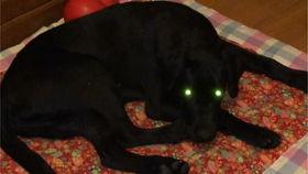 狗头妹吃瓜,揭秘娱乐圈幕后真相