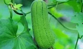 吃三百瓜有什么好处,揭秘吃瓜的五大神奇益处