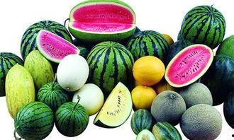 水果板栗瓜怎么吃,探索板栗瓜的烹饪与食用方法