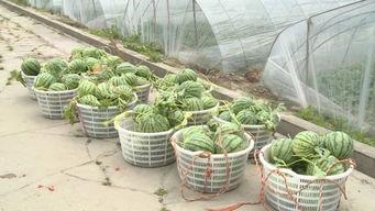 泰州人吃瓜,探寻地方美食的独特魅力