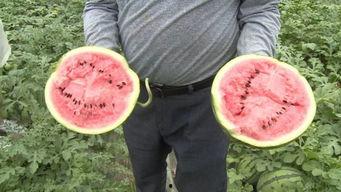 泰州人吃瓜,探寻地方美食的独特魅力