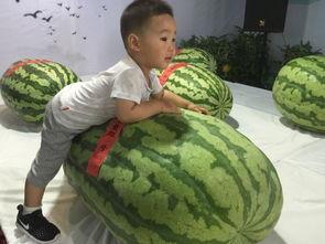 离石吃瓜事件,一场引发社会热议的网络风波