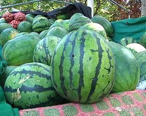 晋城老瓜怎么吃,传统美味新体验