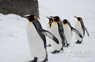 企鹅的吃瓜平台,揭秘娱乐圈幕后故事