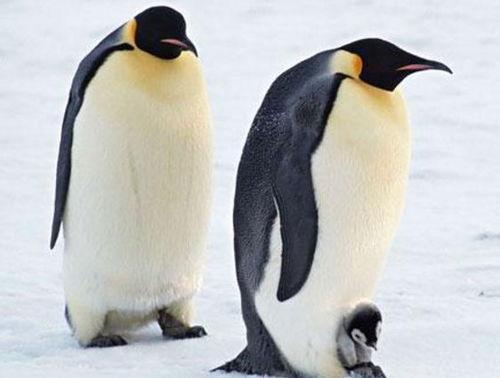 企鹅的吃瓜平台,揭秘娱乐圈幕后故事