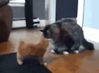 群众吃瓜笑话视频,揭秘热门视频中的趣味笑话