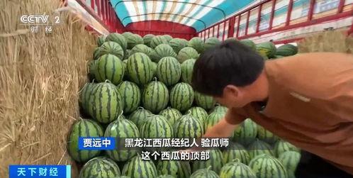 郑财吃瓜资源,揭秘娱乐圈幕后风云