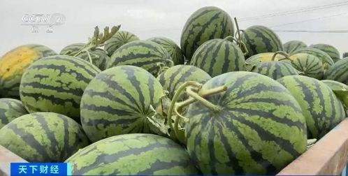 郑财吃瓜资源,揭秘娱乐圈幕后风云