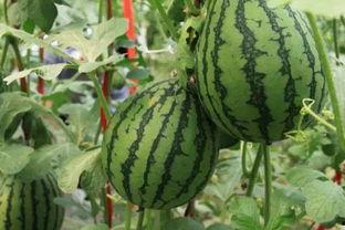 51吃瓜网站朝阳,51吃瓜网站揭秘娱乐圈最新热点事件