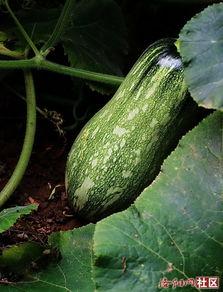 51吃瓜网站朝阳,51吃瓜网站揭秘娱乐圈最新热点事件