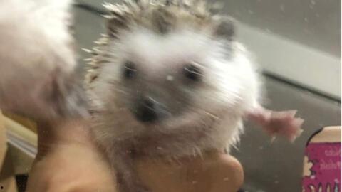 野生刺猬吃瓜,瓜果的诱惑