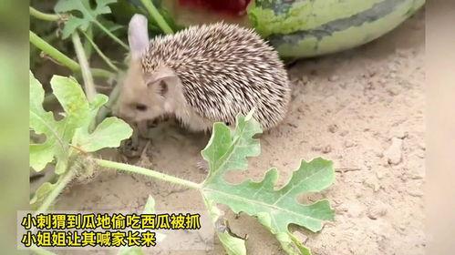 野生刺猬吃瓜,瓜果的诱惑