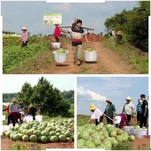没菜吃瓜群众,没菜吃时的美食解忧指南