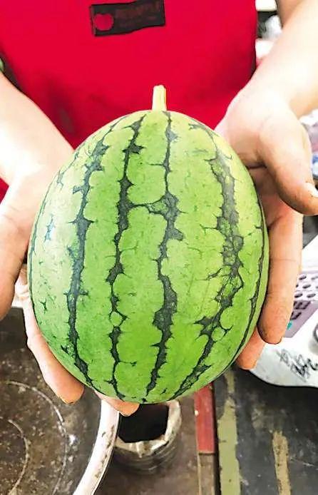 涵江吃瓜故事,揭秘民间趣闻背后的真实人生