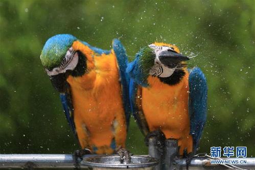 动物吃瓜美术图片大全,动物吃瓜美术图片精选集