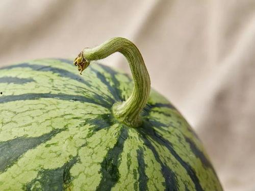 帮人吃瓜,帮人吃瓜，揭秘明星幕后故事