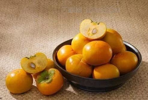 瓜蛋晒太阳吃柿子,柿子相伴，共享悠闲时光