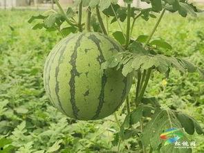 会理吃瓜事件进展,最新进展与舆情动态解析