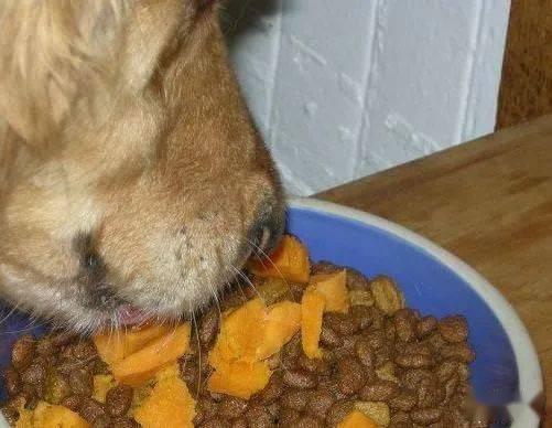 狗狗可以吃土瓜嘛