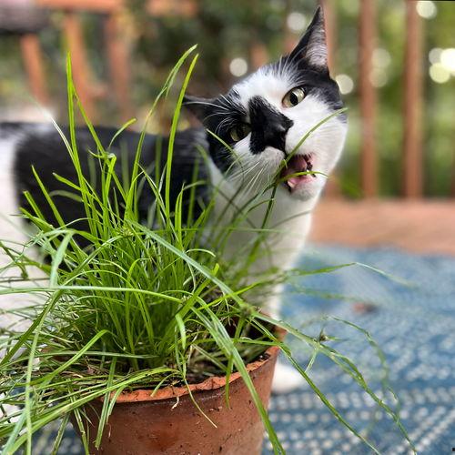 猫瓜草小孩可以吃,揭秘儿童适宜食用的天然草本美食