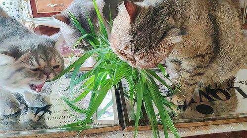 猫瓜草小孩可以吃,揭秘儿童适宜食用的天然草本美食