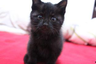 猫瓜草小孩可以吃,揭秘儿童适宜食用的天然草本美食