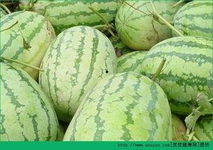 吃玉瓜长肉吗,揭秘吃玉瓜是否会增肥
