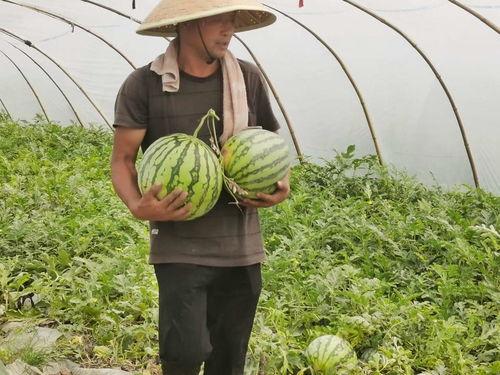 吃瓜的小市民,小市民视角下的社会百态