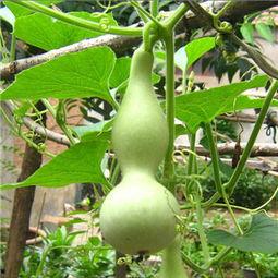 瓠瓜北方吃吗,南北食客共享的清新美味