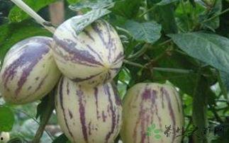 吃茄瓜想吐,揭秘吃后想吐的神秘现象