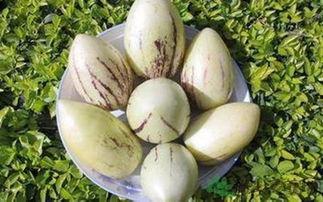 吃茄瓜想吐,揭秘吃后想吐的神秘现象