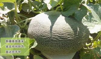 六八八吃瓜,揭秘娱乐圈背后的那些事儿