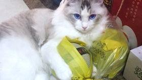 吃瓜的布偶猫,萌态可掬的美食探索之旅