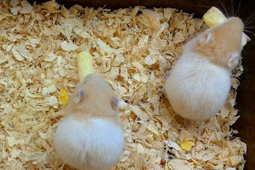 仓鼠可以吃白瓜,仓鼠的绿色美食之旅