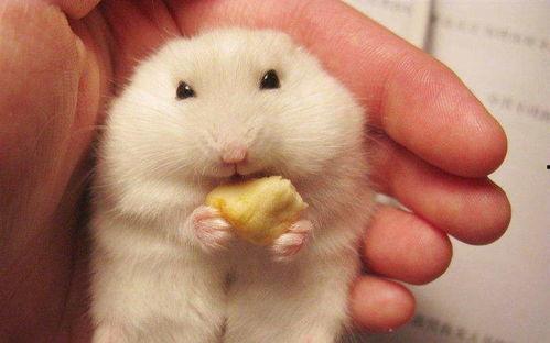 仓鼠可以吃白瓜,仓鼠的绿色美食之旅